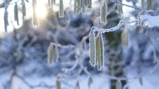 Das Bild zeigt eine grüne Biokiste, die mit Frost bedeckt im Freien auf gefrorenem Boden steht, umgeben von frostigen Pflanzen. Die Szene wirkt kalt und ruhig, im Morgenlicht.