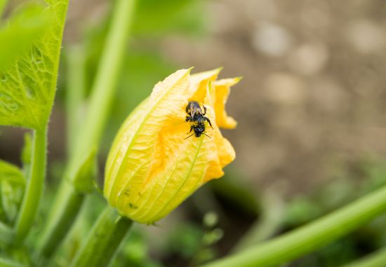 Biene in einer gelben Zucchiniblüte