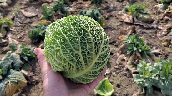 Eine Hand hält einen frisch geernteten und geputzten Wirsing , im Hintergrund Acker