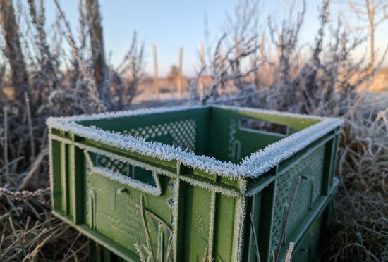 Das Bild zeigt eine grüne Biokiste, die mit Frost bedeckt im Freien auf gefrorenem Boden steht, umgeben von frostigen Pflanzen. Die Szene wirkt kalt und ruhig, im Morgenlicht.