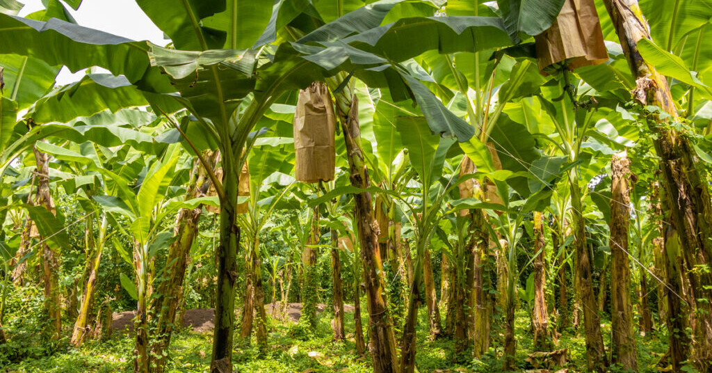 Bananen aus plastikfreiem Anbau - Wissenswert - Blog - Gruenland