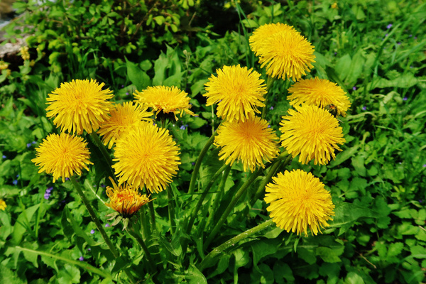 Blühender Löwenzahn