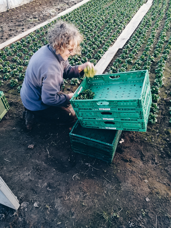 Grünland Bio Lieferant Hauptmannshof Feldsalaternte