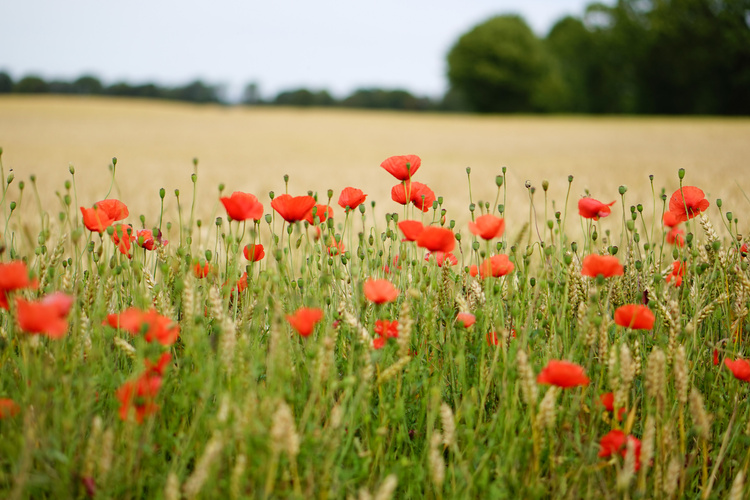 KI generiert: Roter Mohn in einem Weizenfeld mit unscharfem, waldigen Hintergrund.