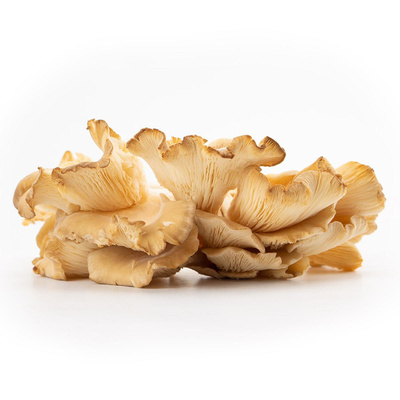 Produktfoto zu Austernpilze