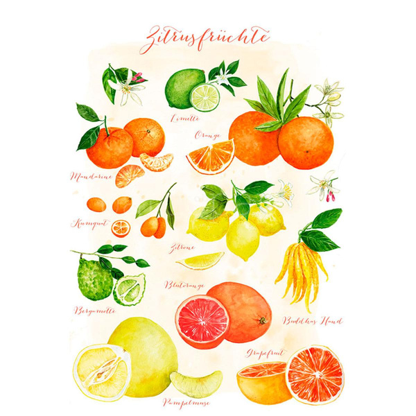 Produktfoto zu Postkarte Zitrusfrüchte