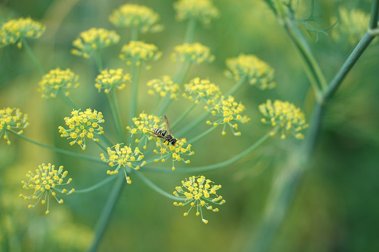 Dillblüte mit Wespenbesuch