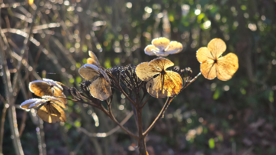 KI generiert: Verwelkte Hortensienblüten in Sonnenlicht, umgeben von unscharfem Grün im Hintergrund.