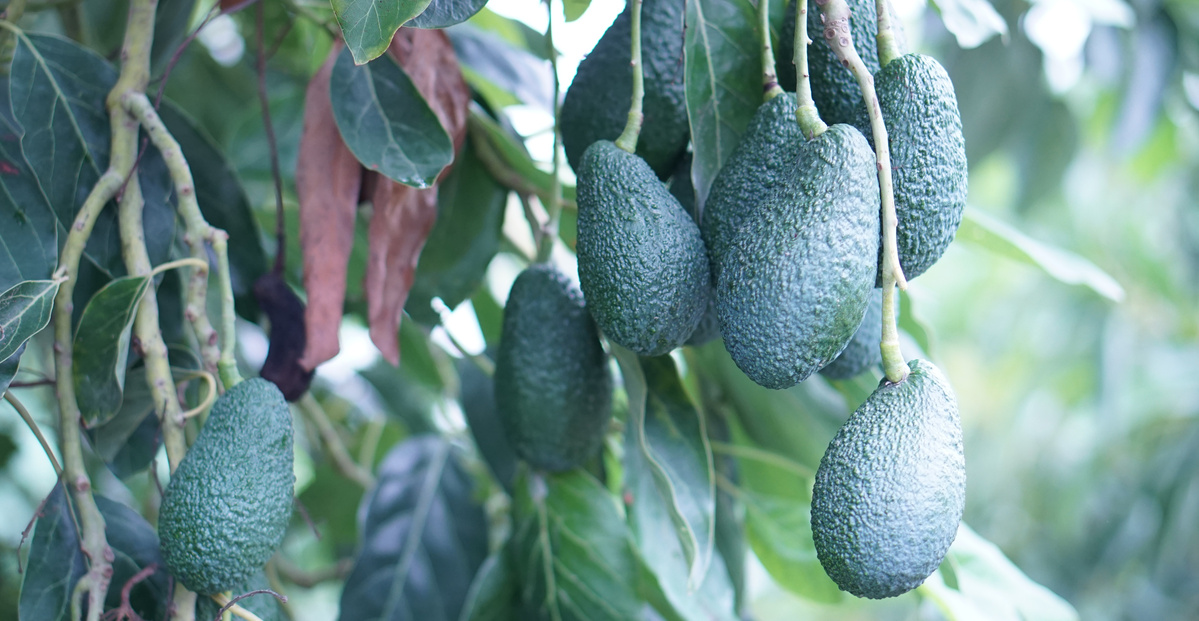 Das Bild zeigt mehrere Avocados der Sorte Hass, die an einem Baum hängen. Die Früchte sind reif und umgeben von grünen Blättern.
