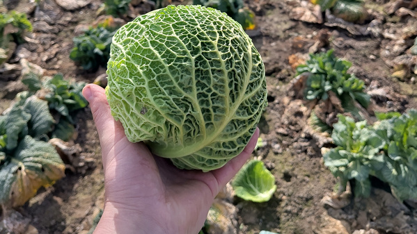 Ein Wirsing-Kohlkopf wird in einer Hand gehalten, im Hintergrund ein Gemüsefeld.