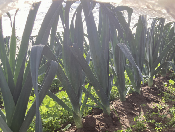 Porree auf dem Feld vor der Ernte