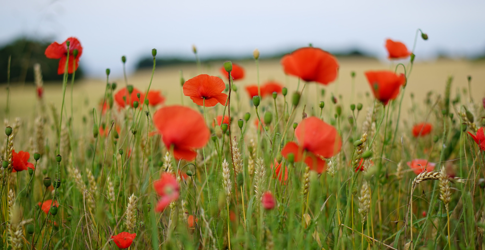 Ein Mohnfeld mit roten Blüten im Vordergrund und unscharfem Hintergrund.