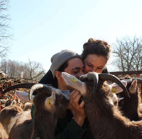 Grünland Bio Lieferant Wendlandziege
