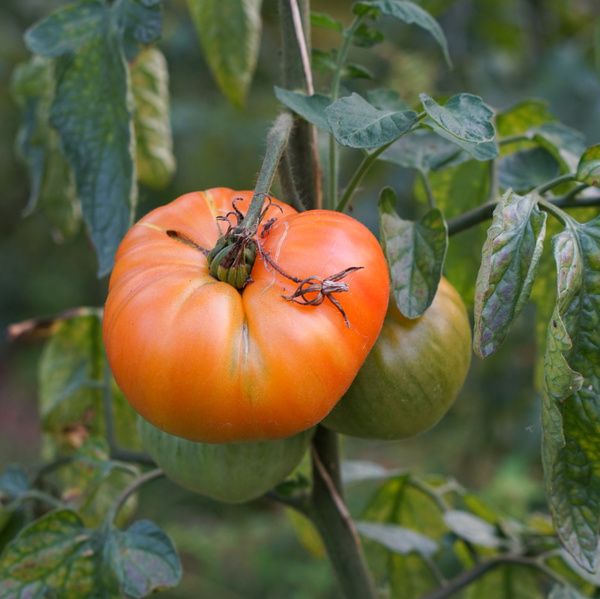 Haferflocken von der Spielberger Mühle