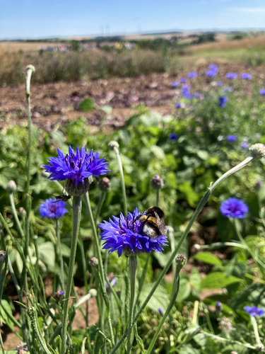 Hummel nascht an einer Kornblume