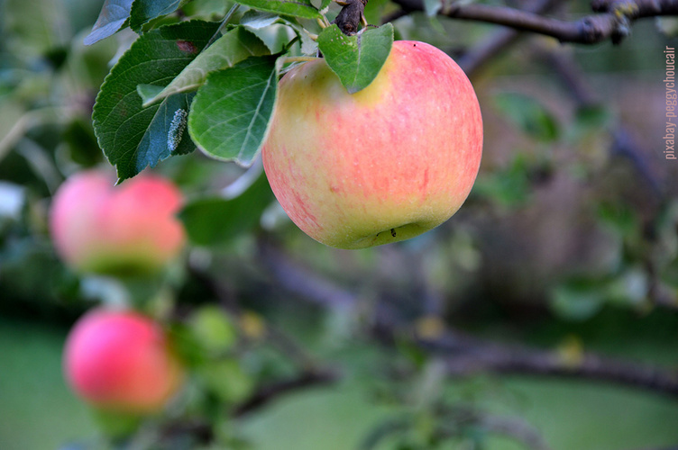 Apfel rosa-rot überhaucht am Baum hängend