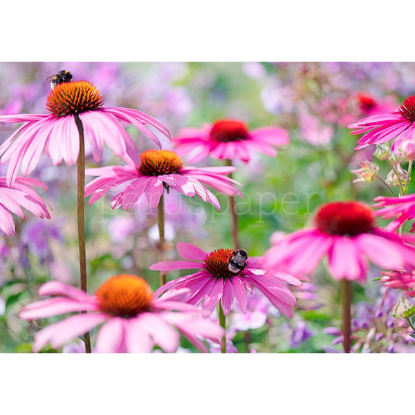 Produktfoto zu Postkarte Hummeln & Echinacea