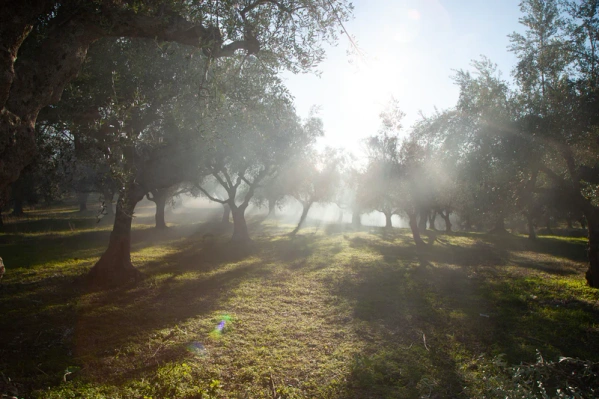 Grünland Bio Lieferant OEL Olivenplantage