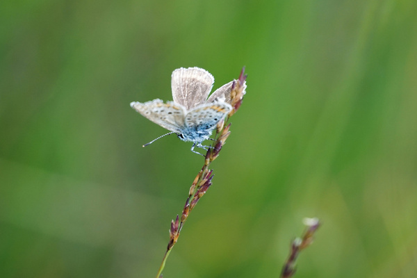 Schmetterling Bläuling auf Moorgrasstängel