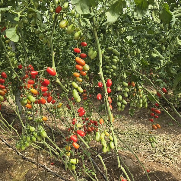 KI generiert: Das Bild zeigt Tomatenpflanzen in einem Gewächshaus, an denen zahlreiche Tomaten in verschiedenen Reifegraden hängen. Die Tomaten sind in unterschiedlichen Farben von grün bis rot zu sehen, was die Vielfalt der Reife stadien zeigt.