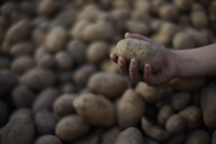 Hand die Kartoffel hält vor Ernteberg Kartoffeln