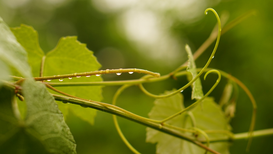 Weinranken mit Regentropfen am Stiel