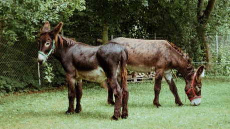 Grünland Bio Lieferant Sanchon 2 Esel auf Wiese