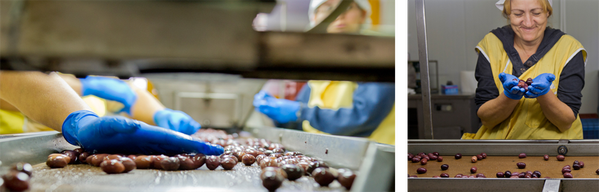 Grünland Bio Lieferant mani Olivenverarbeitung