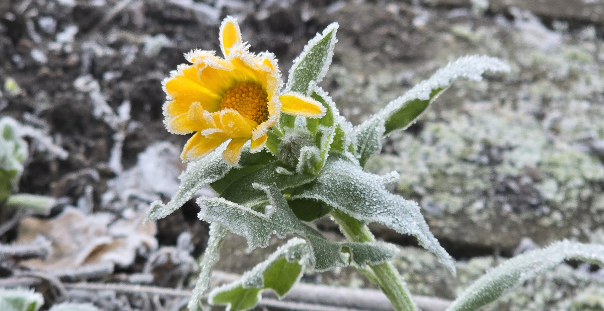 KI generiert: Gelbe Blume mit Raureif auf Blüten und Blättern, im Hintergrund unscharfer Boden.