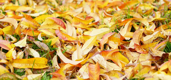 Gelbe und rote Herbstblätter auf Wiese