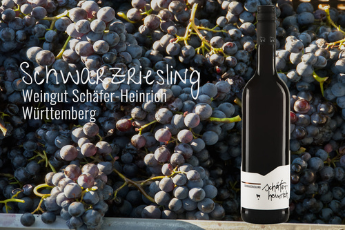 Weinflasche "Schwarzriesling" in Bildkomposition mit dunklen Trauben
