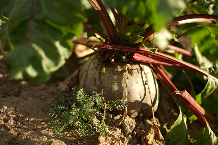 Jahresplanung, Ackerblick und mal wieder ein Wein des Monats 