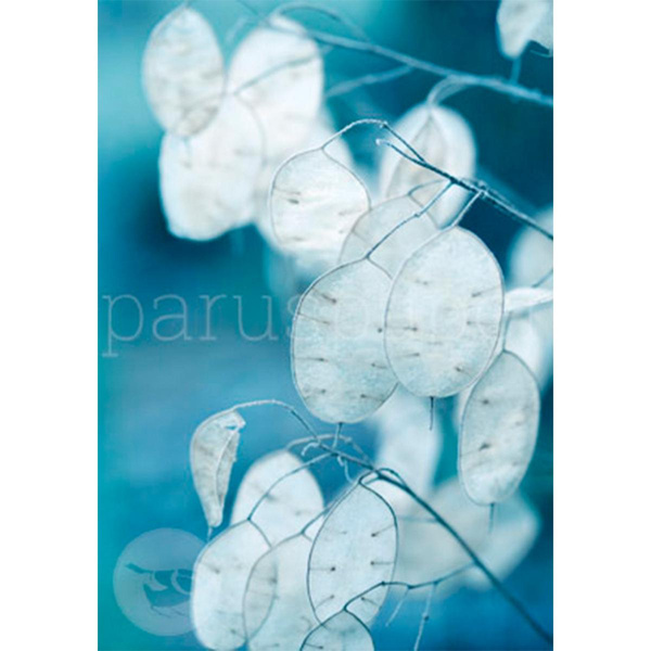 Produktfoto zu Postkarte Silberblatt