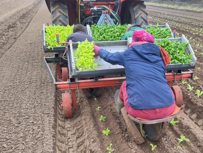 KI generiert: Menschen pflanzen Salatsetzlinge mit einer Pflanzmaschine auf einem Feld.