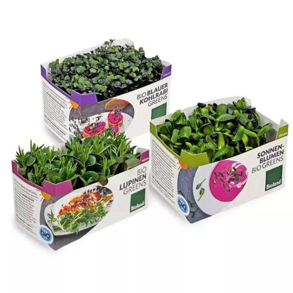 Produktfoto zu FrankenGreens FANCY (Lupine,Sonnenblume,Blauer Kohlrabi)