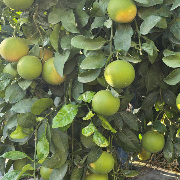 KI generiert: Das Bild zeigt einen Obstbaum, der mit reifen und unreifen Zitrusfrüchten behangen ist. Die Früchte sind von dichten, grünen Blättern umgeben.