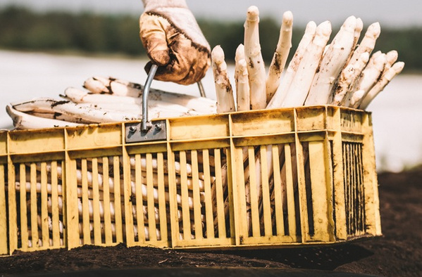 KI generiert: Eine Person hebt eine gelbe Kiste voller geerntetem weißen Spargel.