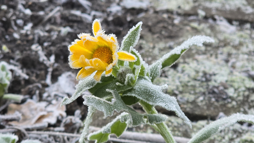 KI generiert: Eine gelbe Blume mit Frost bedeckt, auf gefrorenem Boden.