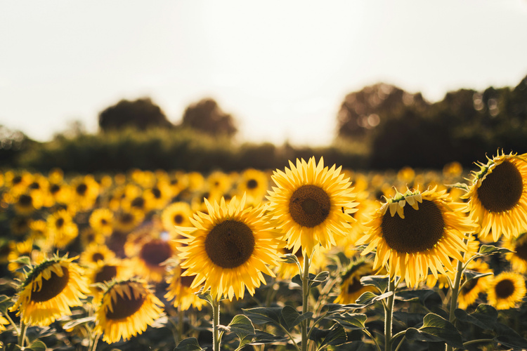 KI generiert: Ein Feld voller blühender Sonnenblumen bei Sonnenuntergang.
