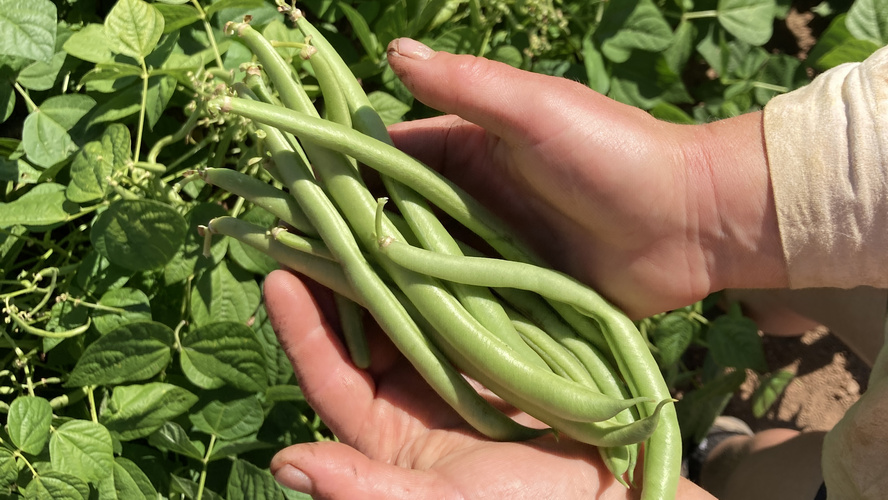 Rezeptbild für Bohnen-Pilz-Pfanne mit Zitronencreme
