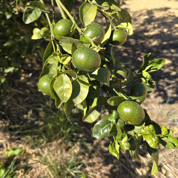 KI generiert: Das Bild zeigt einen Zweig mit mehreren grünen, unreifen Zitrusfrüchten, die von einem Baum herabhängen. Im Hintergrund sind weitere Blätter und der Boden zu sehen.