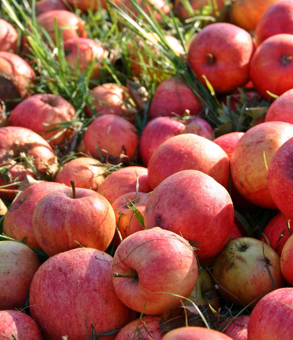 KI generiert: Frisch geerntete rote Äpfel liegen im Gras.
