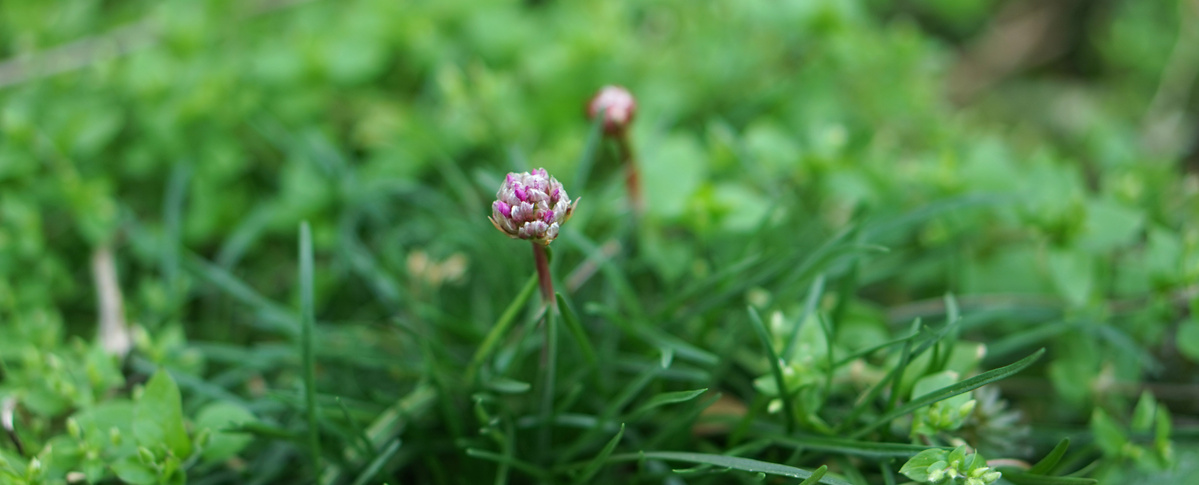 Einzelne Blütenknospe auf Wiese