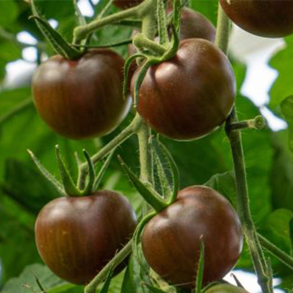 Produktfoto zu Tomatenpflanze Black Cherry