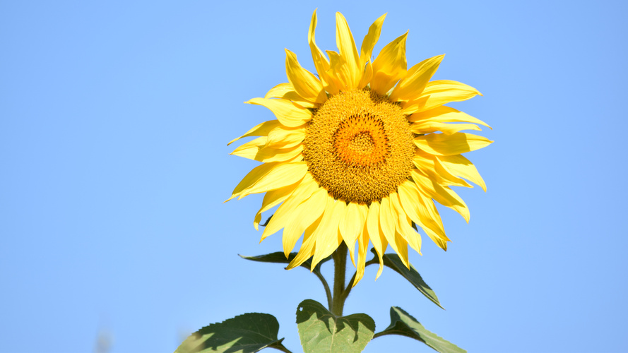 Sonneblume vor blauem Himmel
