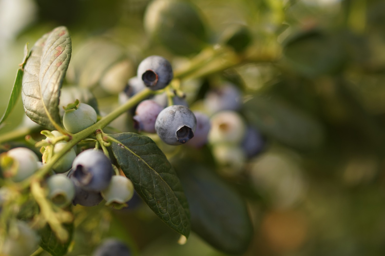 KI generiert: Nahaufnahme von reifen Heidelbeeren am Strauch mit unscharfem Hintergrund.