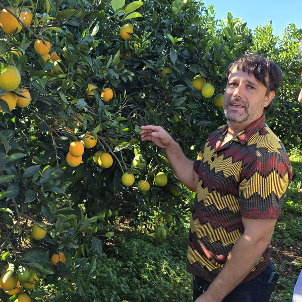 Jonás Morell erklärt am Orangenbaum verschiedene Reifegrade der Früchte.