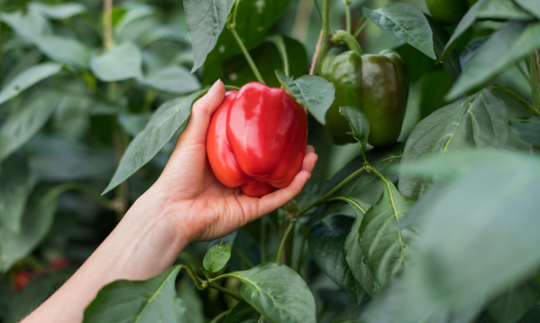KI generiert: Eine Hand hält eine rote Paprika an einer Pflanze.