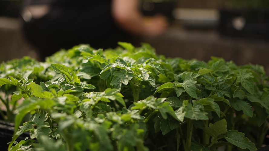 Detailbild Tomatenpflanzen teils in der Sonne, teils im Schatten