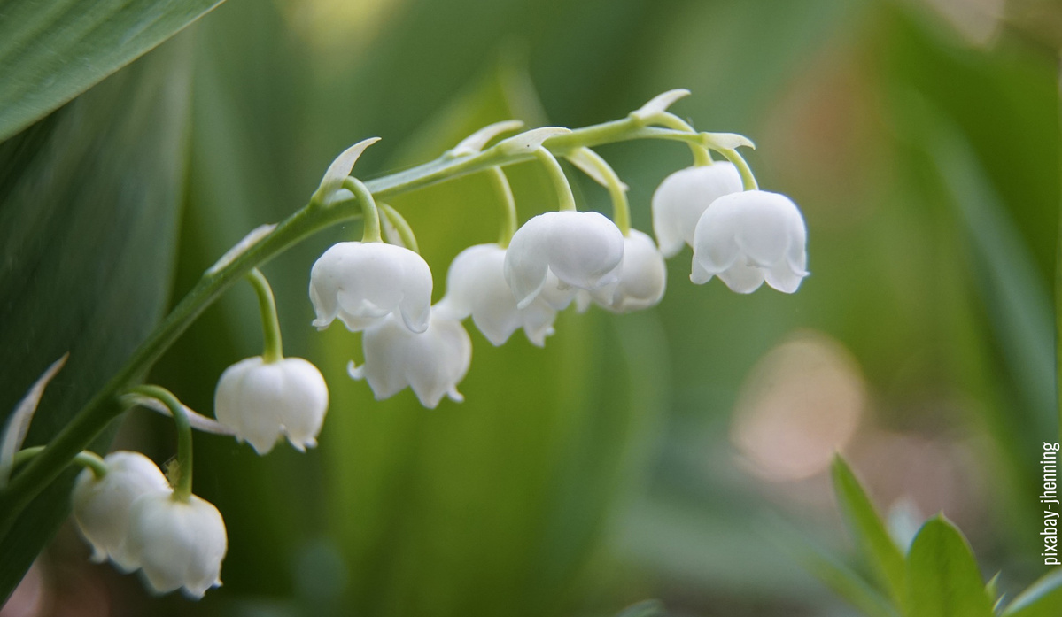 Hase auf der Wiese mit Kleeblüte im Maul